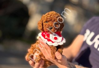KIPKIRMIZI RED TOY POODLE SEVİMLİ YAVRULAR