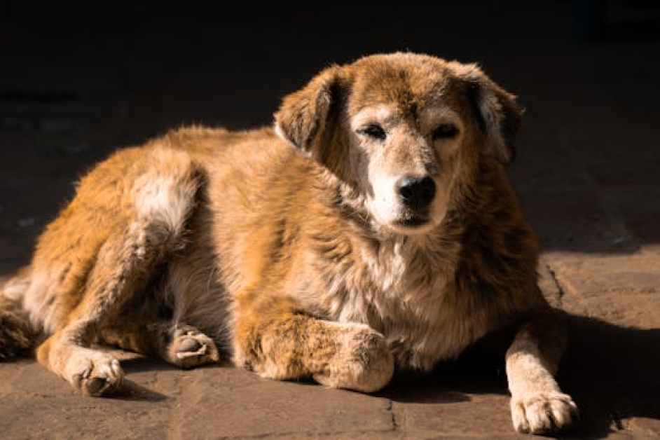 Köpeklerde Davranış Bozuklukları ve Psikolojik Yaklaşımlar
