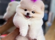 Sağlık ve Irk Garantili Pomeranian Boo