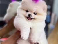 Sağlık Ve Irk Garantili Pomeranian Boo