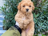 Toy Poodle Sevimli Yavrular