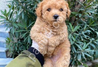 TOY POODLE SEVİMLİ YAVRULAR