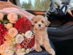 Show kalite orijinal Maltipoo f1 yavrular