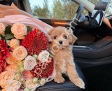 Show kalite orijinal Maltipoo f1 yavrular