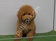 TOY POODLE SEVİMLİ YAVRULAR