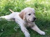 Dost Canlısı Golden Retriever Yavrular