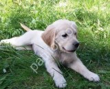 Dost Canlısı Golden Retriever Yavrular
