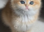 top kafa golden british shorthair yavrularım