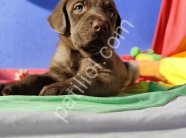 ÇİKOLATA RENK EFSANE GÜZELLİKTE MÜTHİŞ LABRADOR YAVRULAR