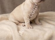 Exotic micro french bulldog yavrular