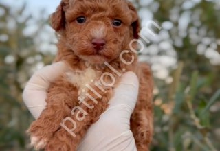 MALTİPOO CİNSİ YAVRULAR