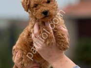 TOY POODLE SEVİMLİ YAVRULAR