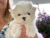 MALTESE TERRİER CİNSİ