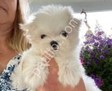 MALTESE TERRİER CİNSİ