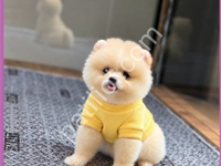 Pomeranian Boo Ayı Suratlı Yavrularımız