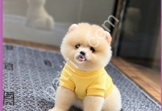 Pomeranian boo ayı suratlı yavrularımız