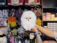 Pomerrian Boo Sevimli Yavrular