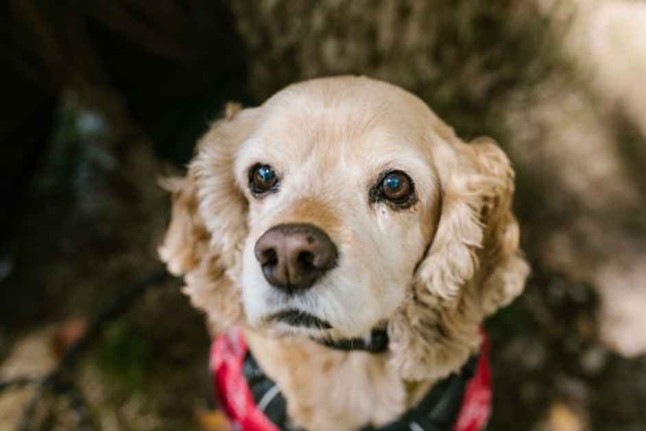 Amerikan Cocker Spaniel hakkında herşey