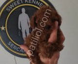 Her boy her bütçeye uygun poodle yavrular