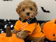 Orijinal Sağlık Garantili Maltipoo Yavru