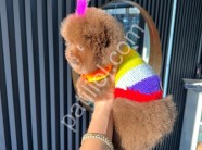 Çikolata Pomeranian Boo