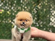 POMERRİAN boo yavrular