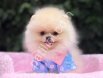 POMERRİAN boo yavrular
