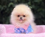 POMERRİAN boo yavrular