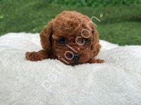 Kaliteli Toy Poodle Bebekler