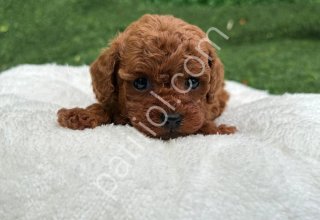 KALİTELİ TOY POODLE BEBEKLER