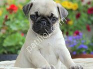 PUG MOPS YAVRULAR EV ÜRETİMİ