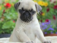 Pug Mops Yavrular Ev Üretimi