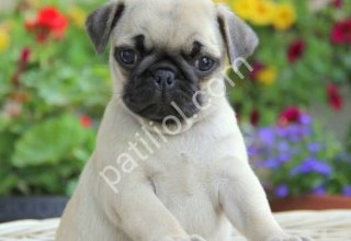 PUG MOPS YAVRULAR EV ÜRETİMİ
