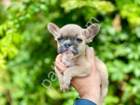 A Kalite French Bulldog Yavrular