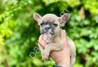 A kalite french bulldog yavrular