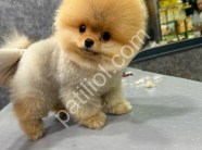 Üst Kalite Pomeranian Boo Yavruları