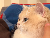 Secereli Safkan British Shorthair