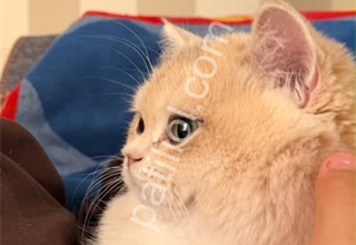 Secereli Safkan British Shorthair