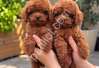 Kızıl Renk Toy Poodle Yavruları