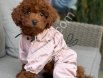 TOY POODLE SEVİMLİ YAVRULAR
