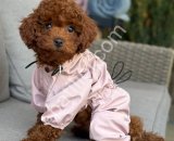 TOY POODLE SEVİMLİ YAVRULAR