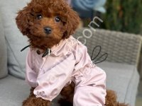Toy Poodle Sevimli Yavrular