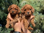 RUHSATLI POODLE EVİNDEN ERKEK DİŞİ TOY POODLE BEBEKLERİM