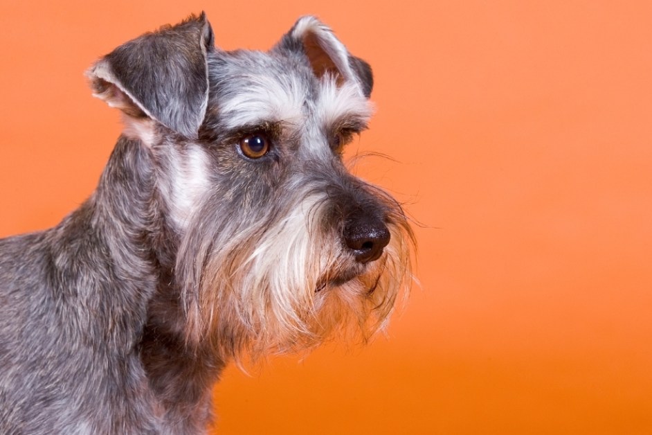 Schnauzer Hakkında Herşey