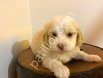 Topaç gibi maltipoo bebeklerimiz