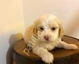 Topaç gibi maltipoo bebeklerimiz