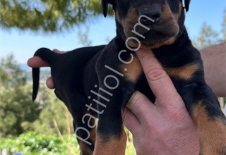 Doberman pincsher