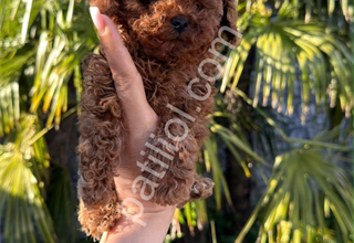 Orjinal poodle yavrular