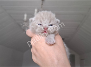 Özel renk lilac British Shorthair yavru kediler