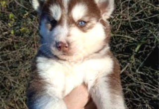 Kızıl husky bebekler